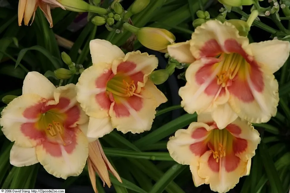 Sásliliom / Hemerocallis 'My Reggae Tiger'