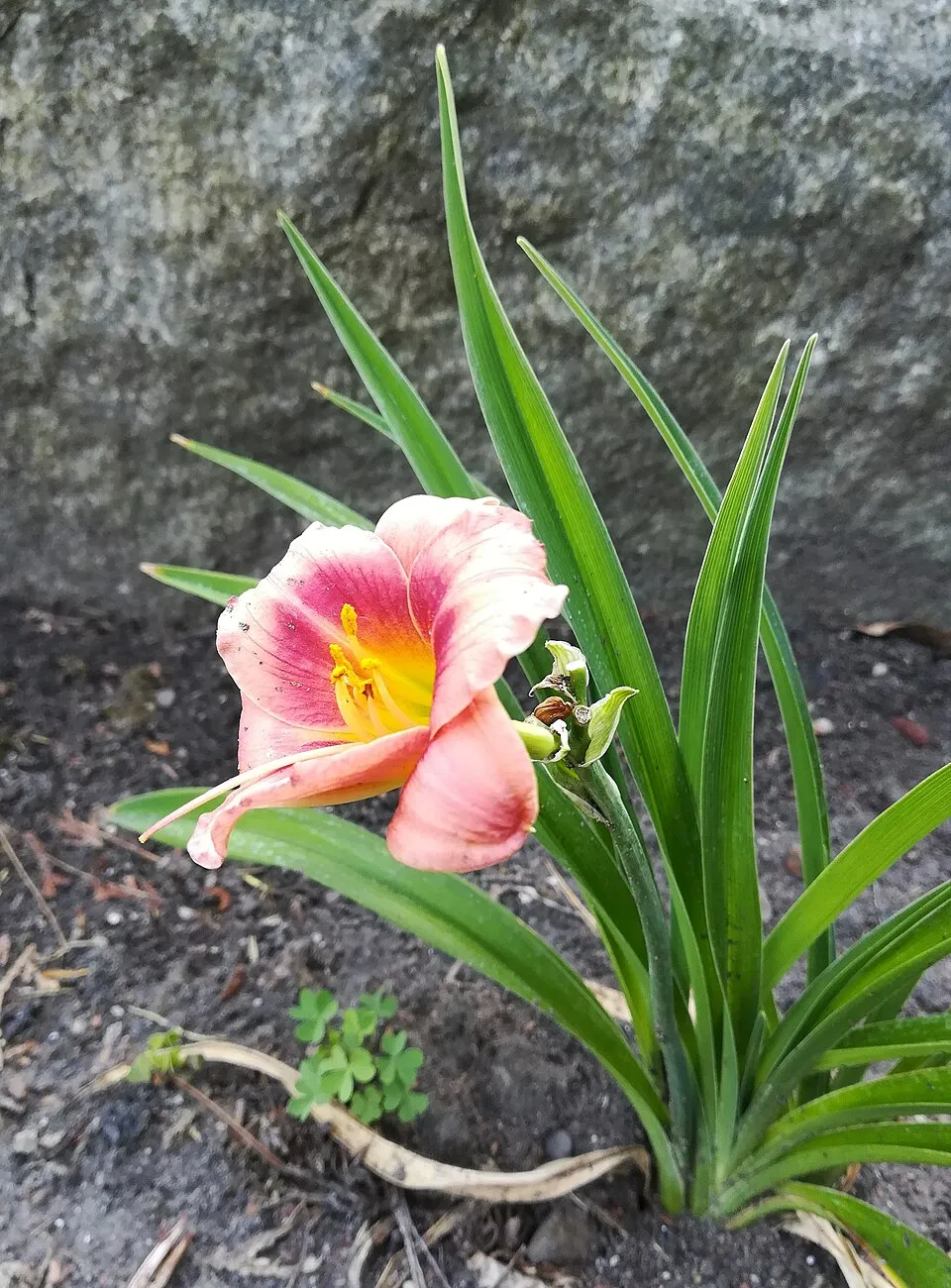 Sásliliom / Hemerocallis 'My Reggae Tiger'