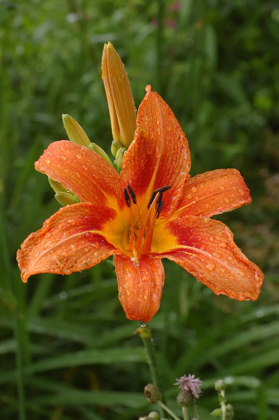 Sásliliom / Hemerocallis 'My Reggae Tiger'