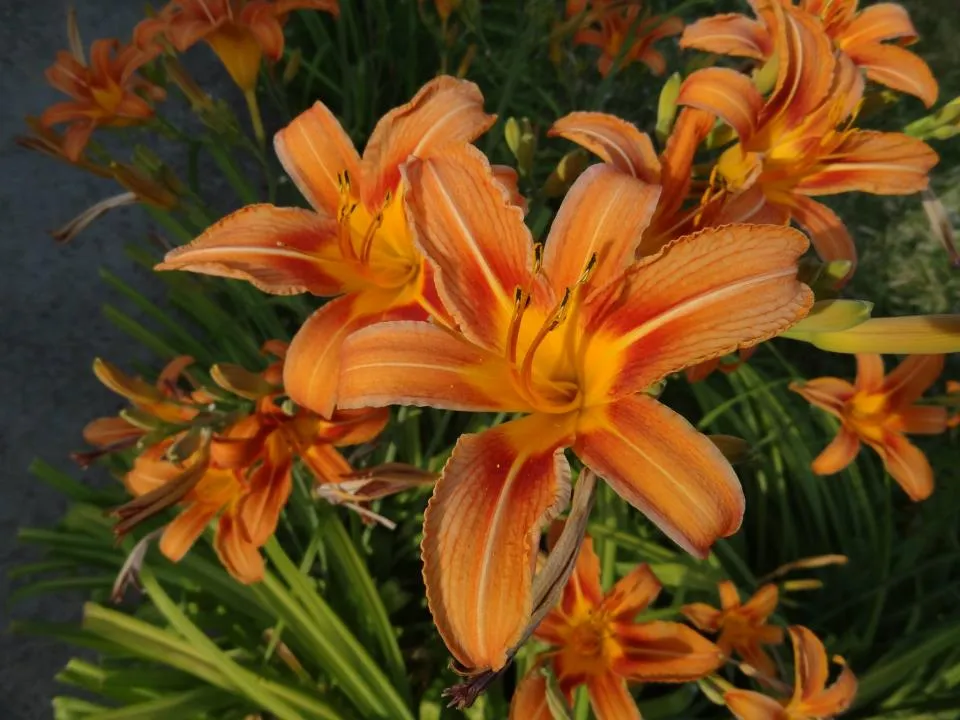 Sásliliom / Hemerocallis 'My Reggae Tiger'