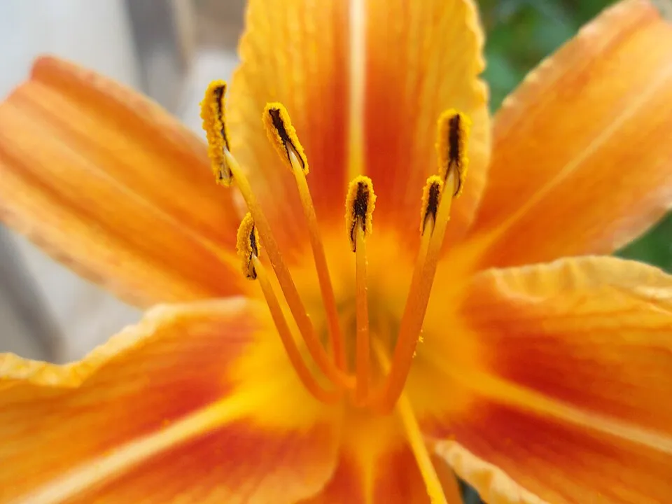 Sásliliom / Hemerocallis 'My Reggae Tiger'