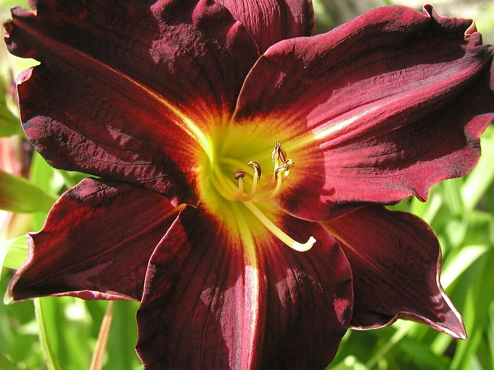 Sásliliom / Hemerocallis 'My Reggae Tiger'