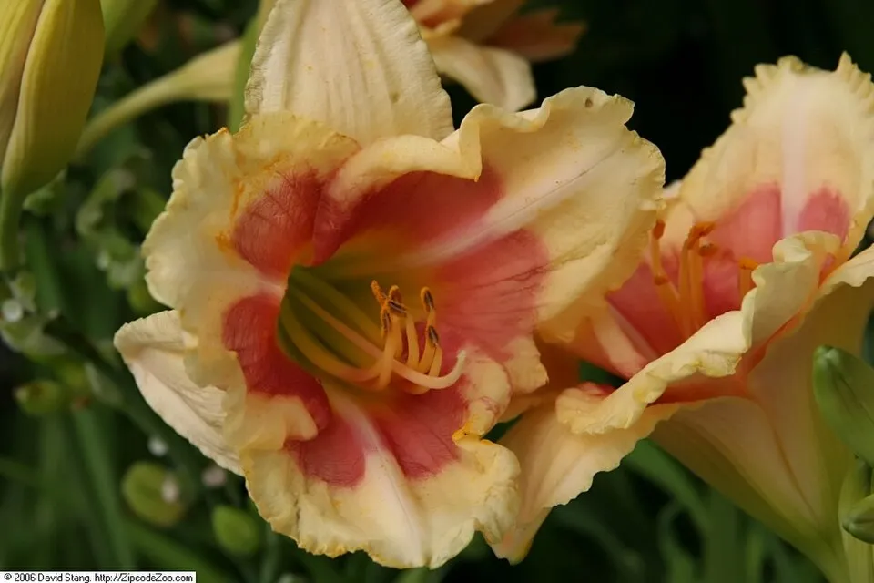 Sásliliom / Hemerocallis 'My Reggae Tiger'