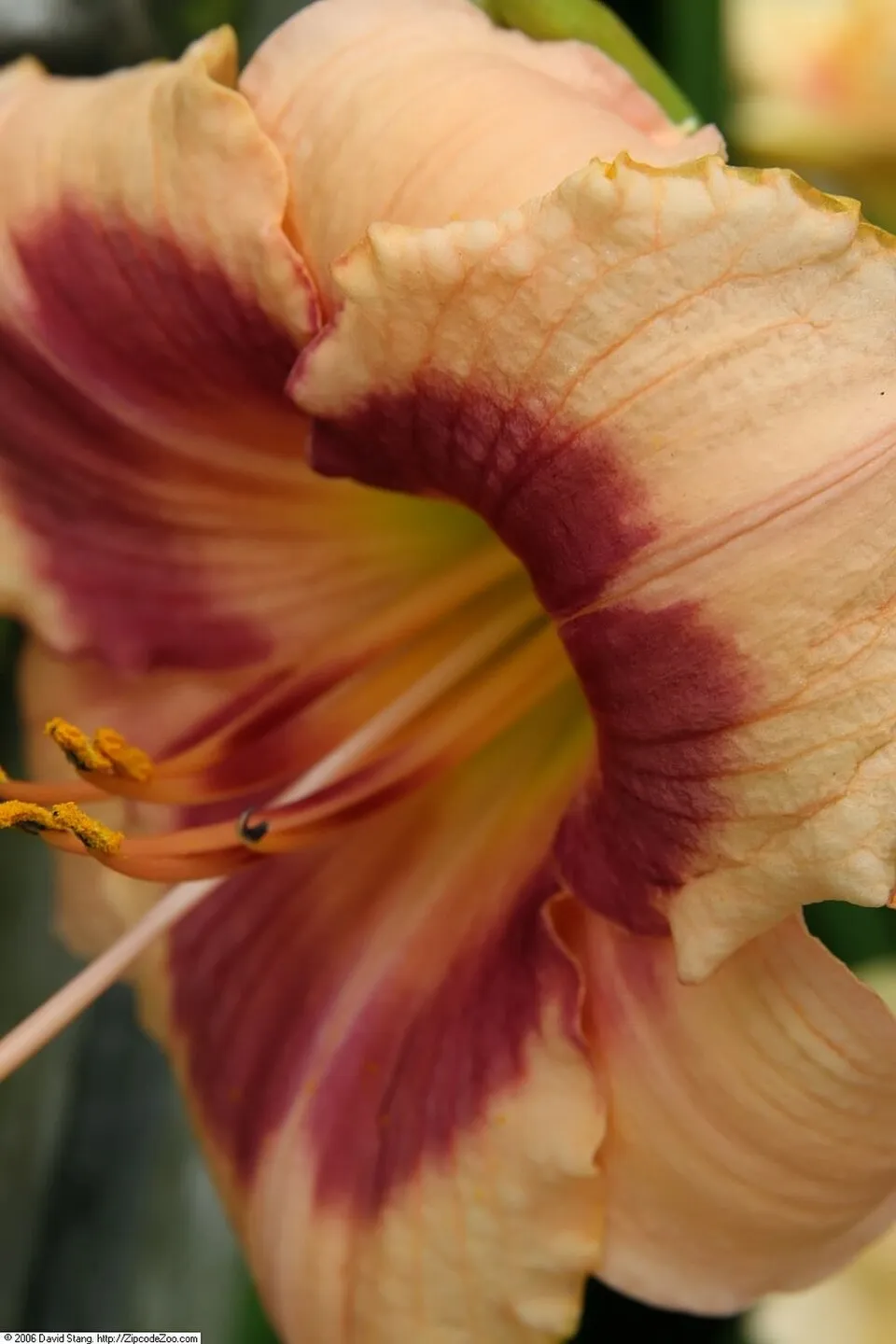 Sásliliom / Hemerocallis 'My Reggae Tiger'