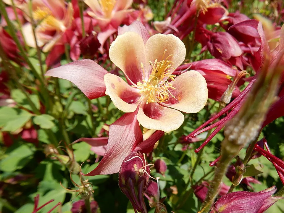 Harangláb / Aquilegia EARLYBIRD 'White'