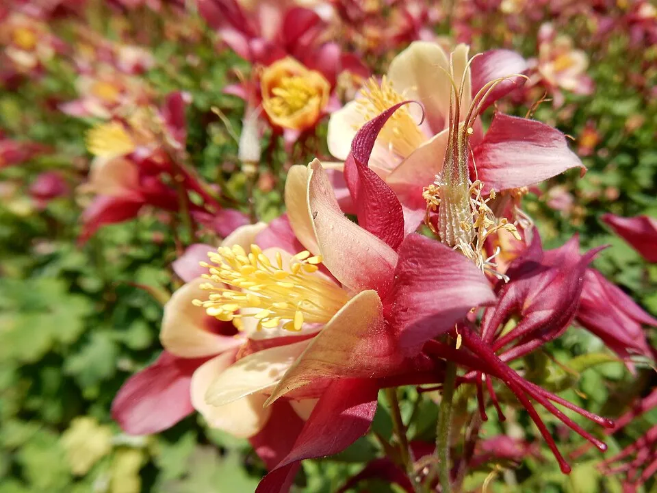 Harangláb / Aquilegia EARLYBIRD 'White'