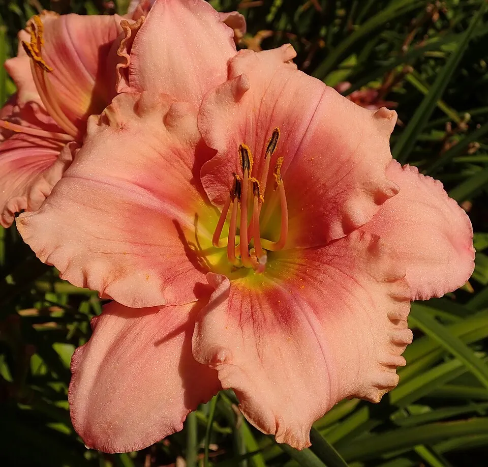 Sásliliom / Hemerocallis 'Night Beacon'