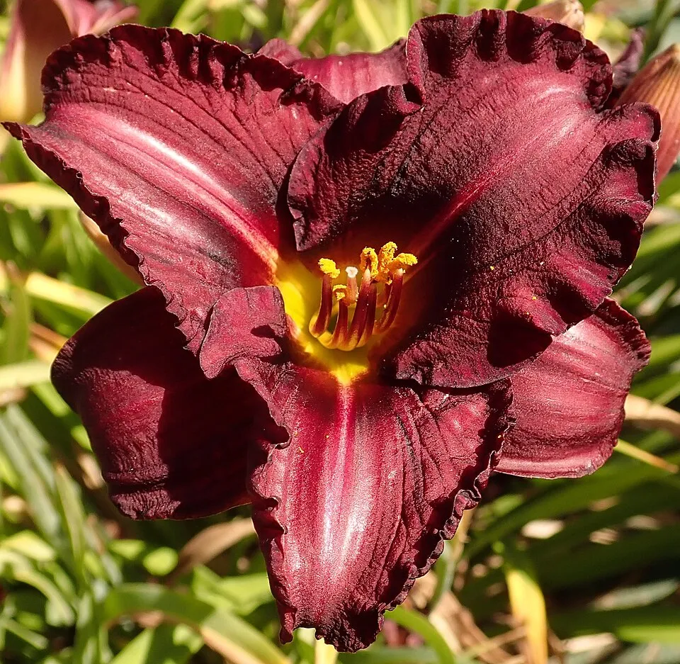 Sásliliom / Hemerocallis 'Night Beacon'