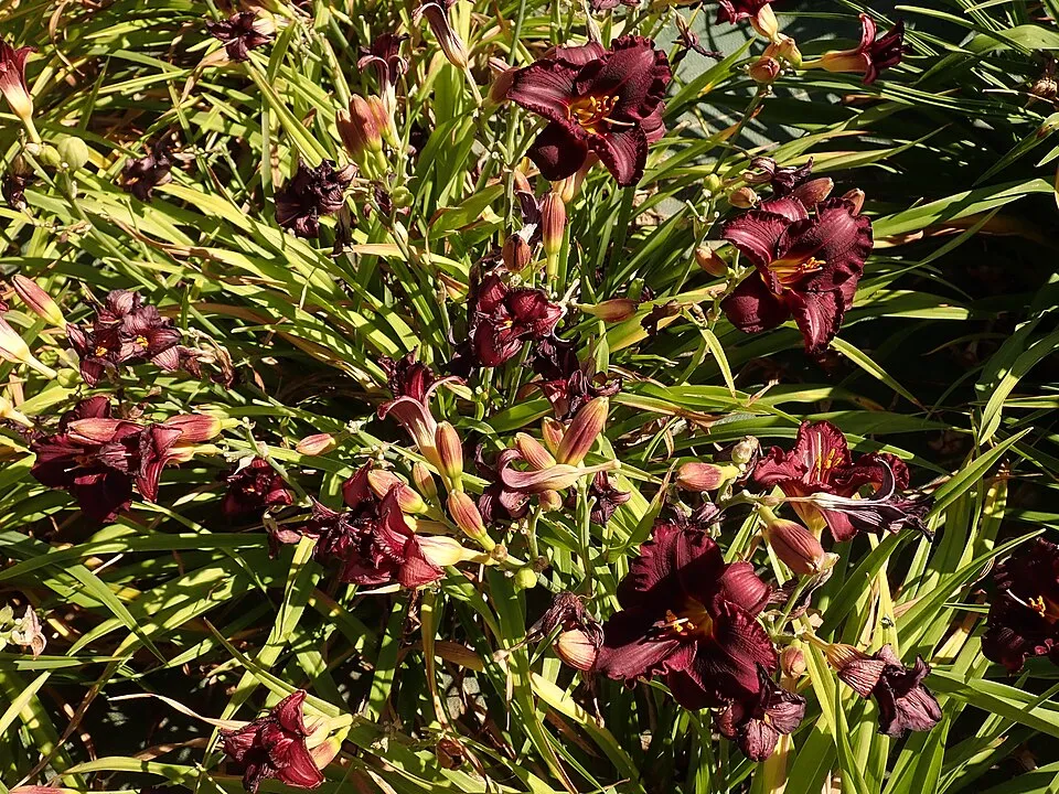 Sásliliom / Hemerocallis 'Night Beacon'