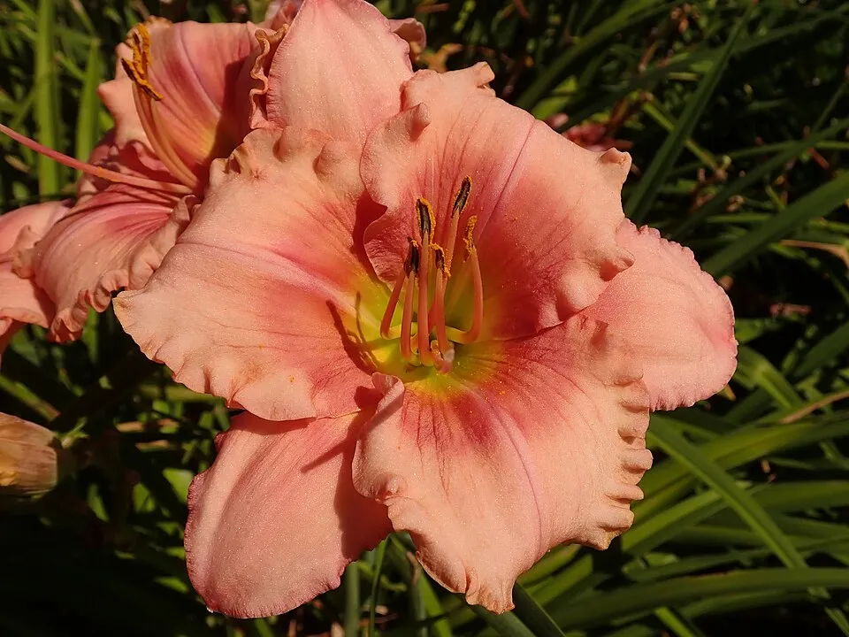 Sásliliom / Hemerocallis 'Night Beacon'
