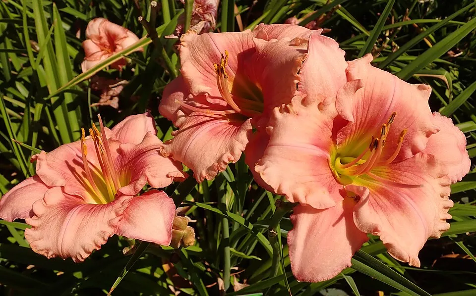 Sásliliom / Hemerocallis 'Night Beacon'