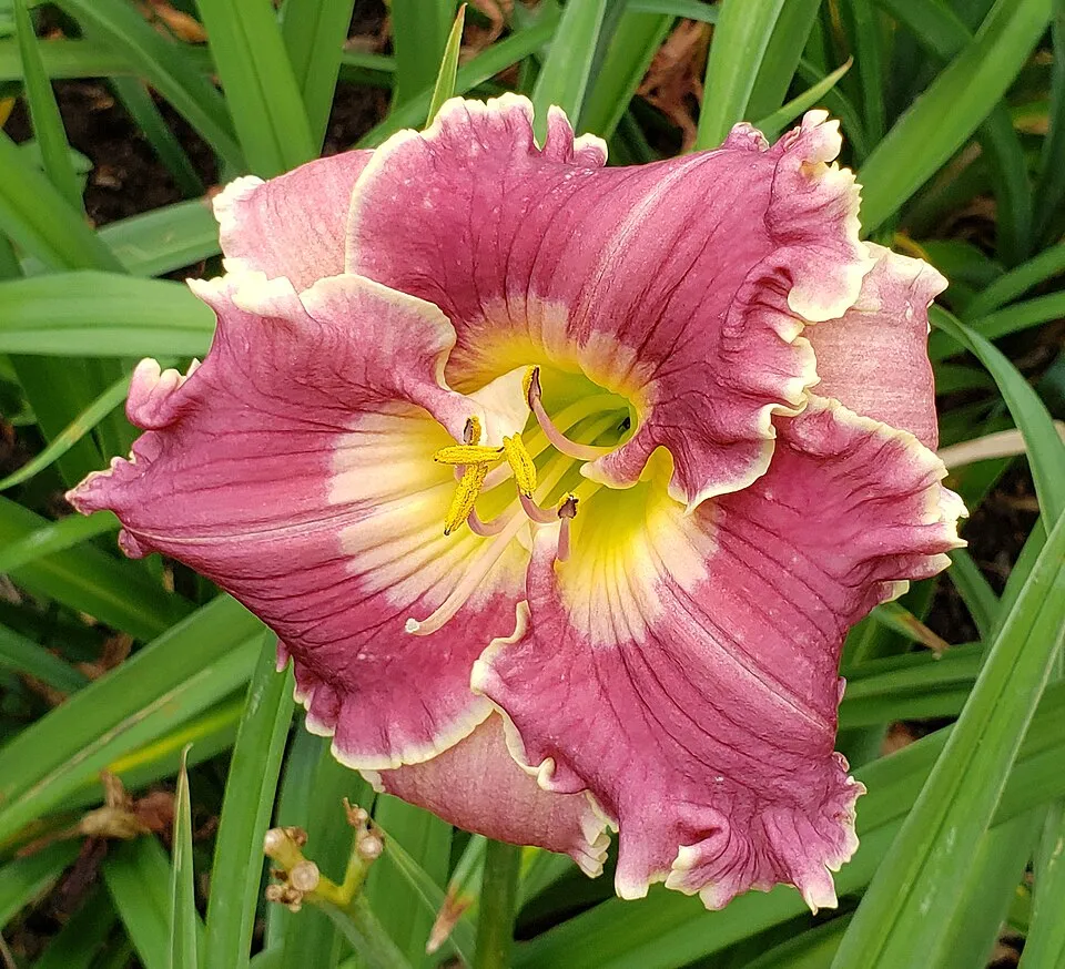 Sásliliom / Hemerocallis 'Night Beacon'