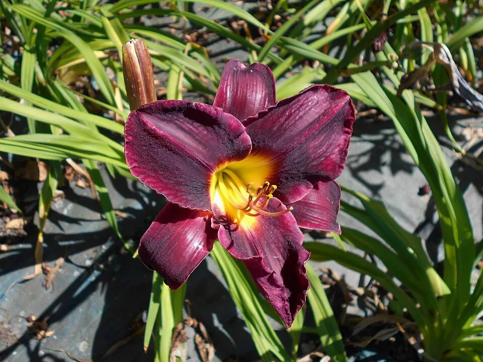 Sásliliom / Hemerocallis 'Night Beacon'