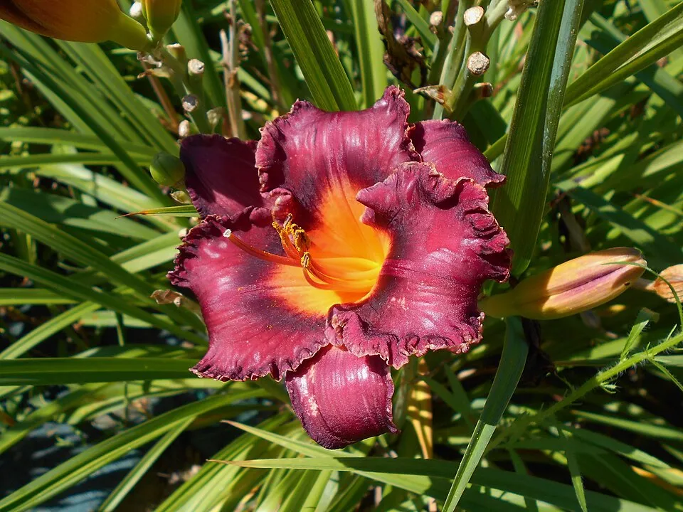 Sásliliom / Hemerocallis 'Night Beacon'