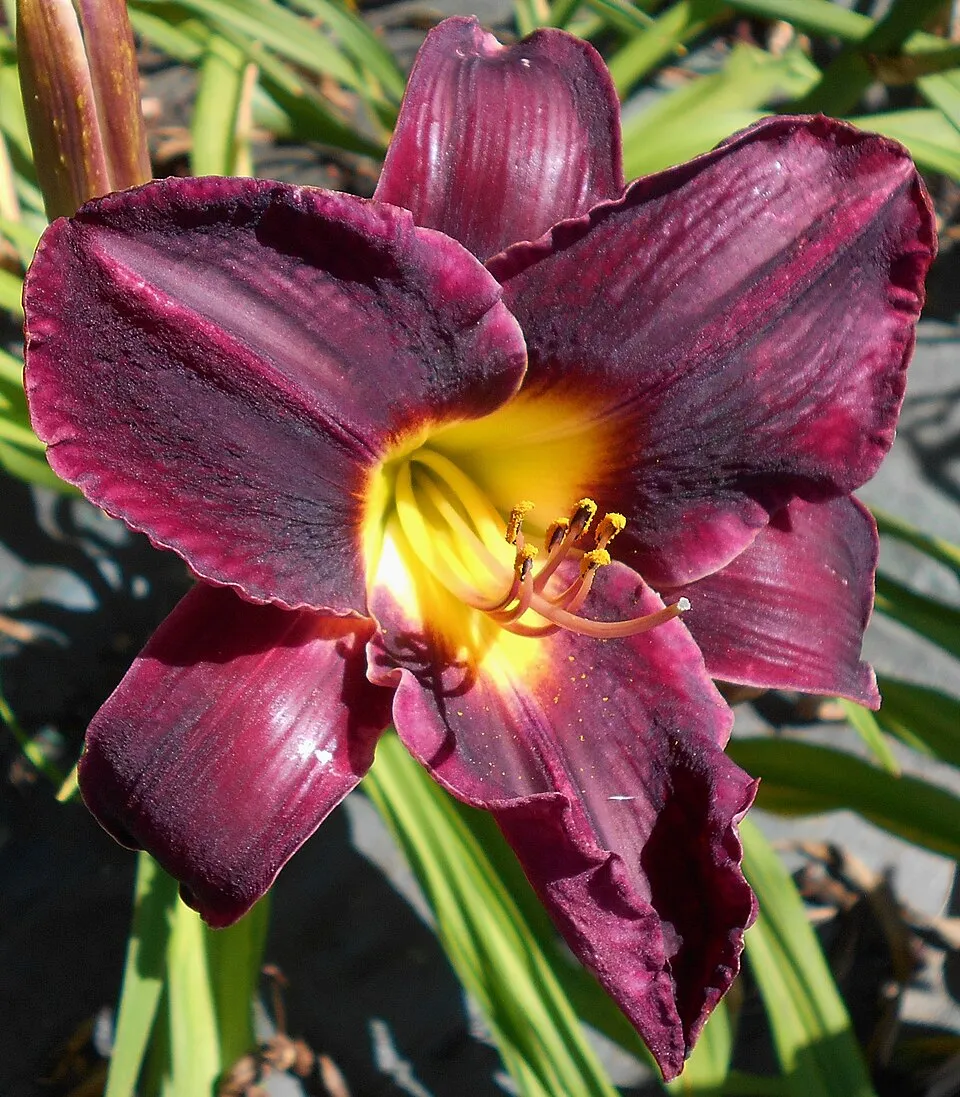 Sásliliom / Hemerocallis 'Night Beacon'