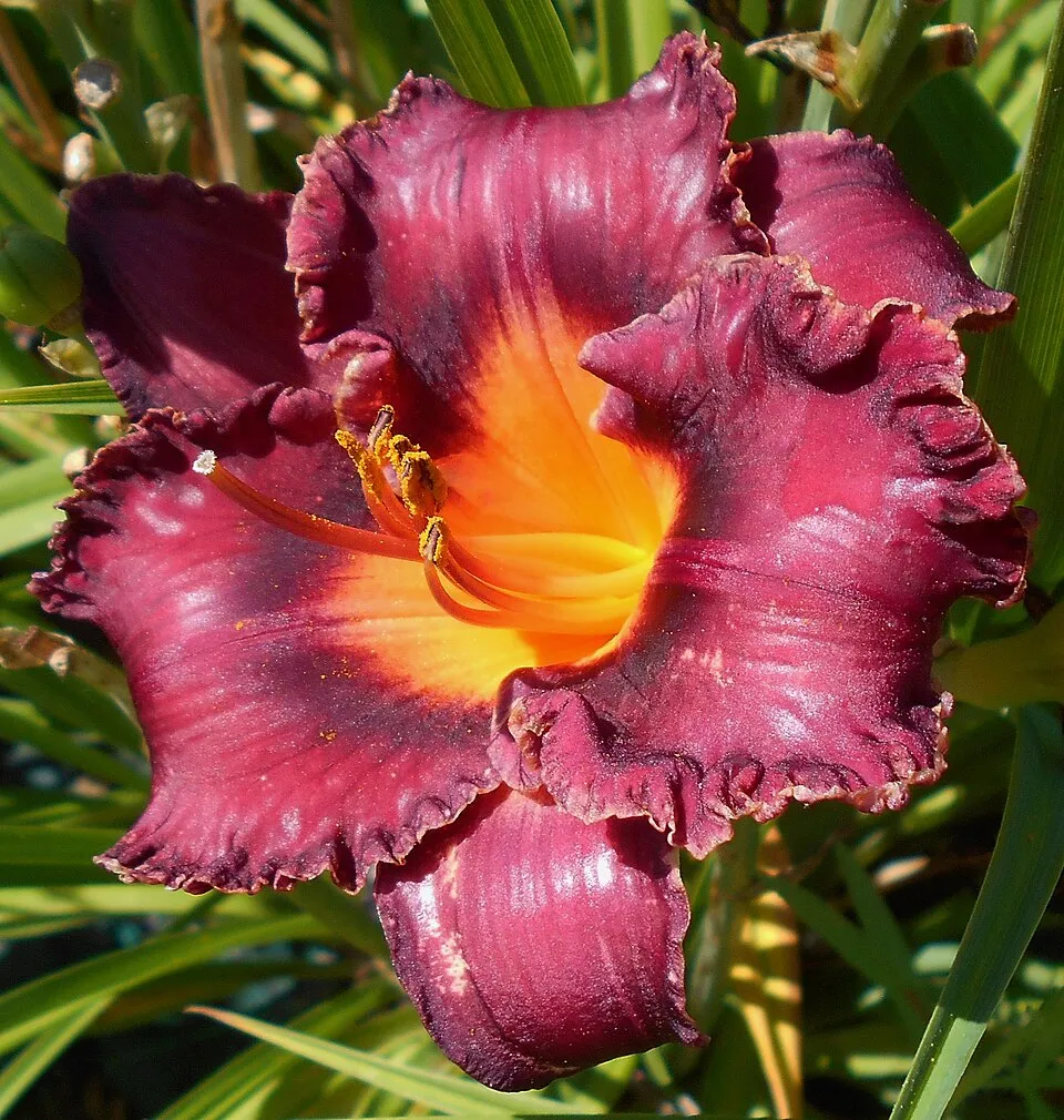 Sásliliom / Hemerocallis 'Night Beacon'