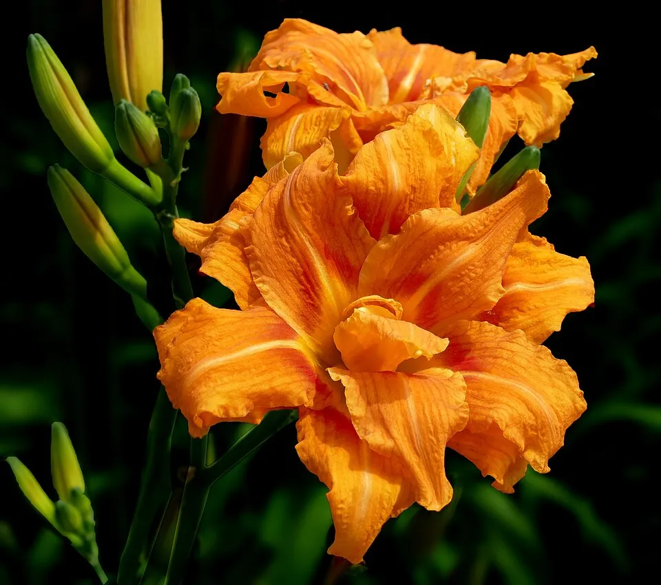 Sásliliom / Hemerocallis 'On and On'