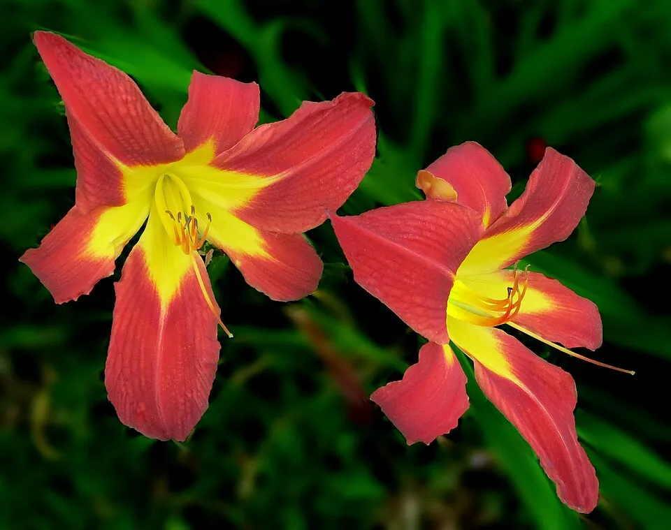 Sásliliom / Hemerocallis 'On and On'