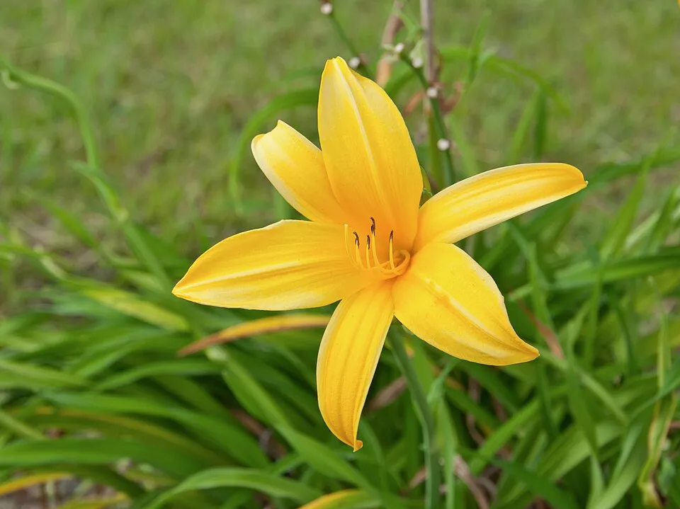 Sásliliom / Hemerocallis 'On and On'