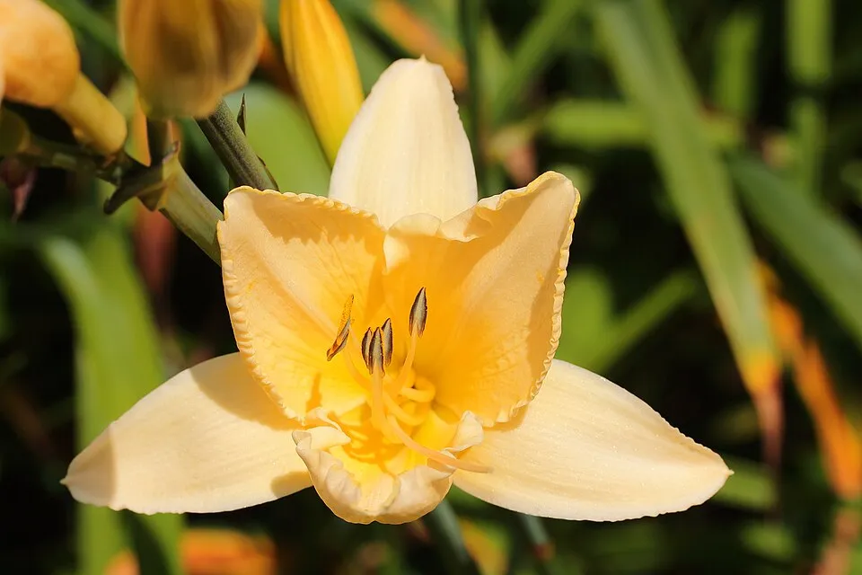 Sásliliom / Hemerocallis 'On and On'