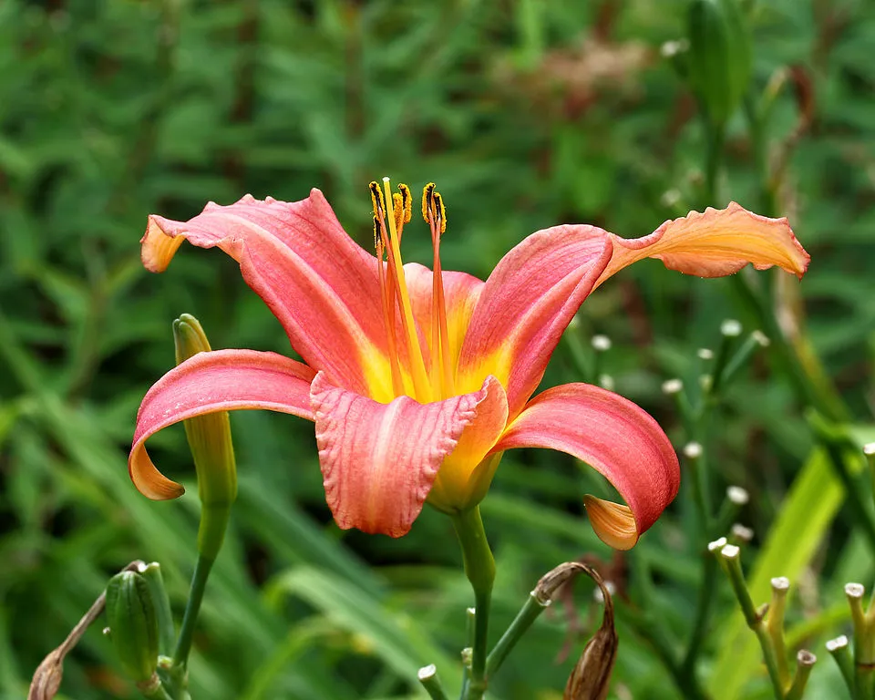 Sásliliom / Hemerocallis 'On and On'