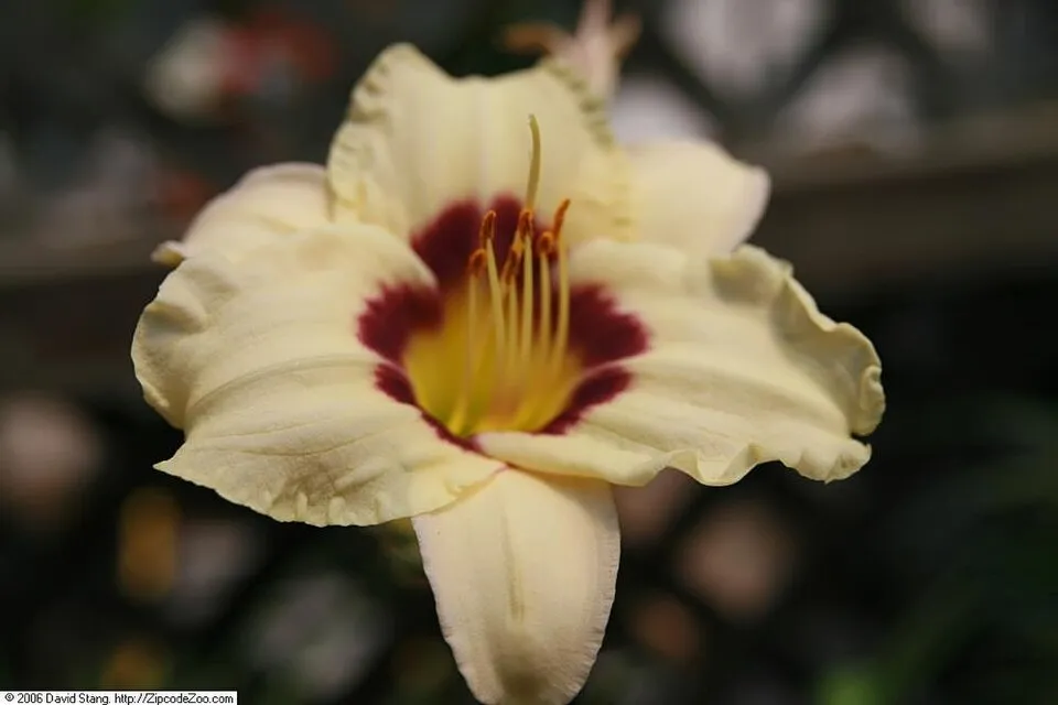 Sásliliom / Hemerocallis 'Pandora's Box'