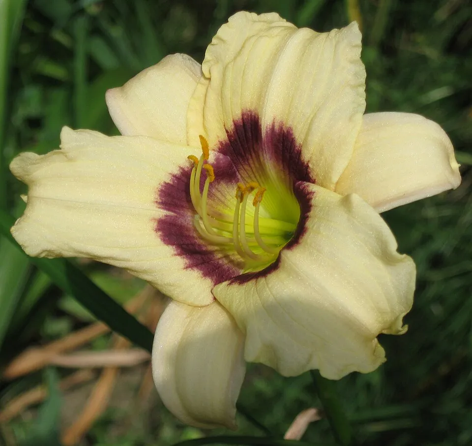 Sásliliom / Hemerocallis 'Pandora's Box'