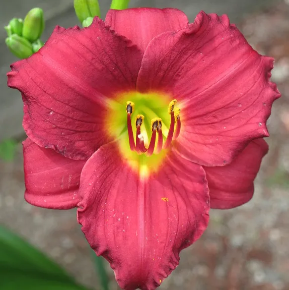 Sásliliom / Hemerocallis 'Pardon Me'
