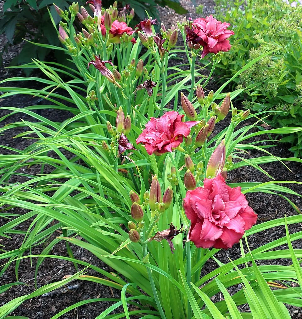 Sásliliom / Hemerocallis 'Pardon Me'