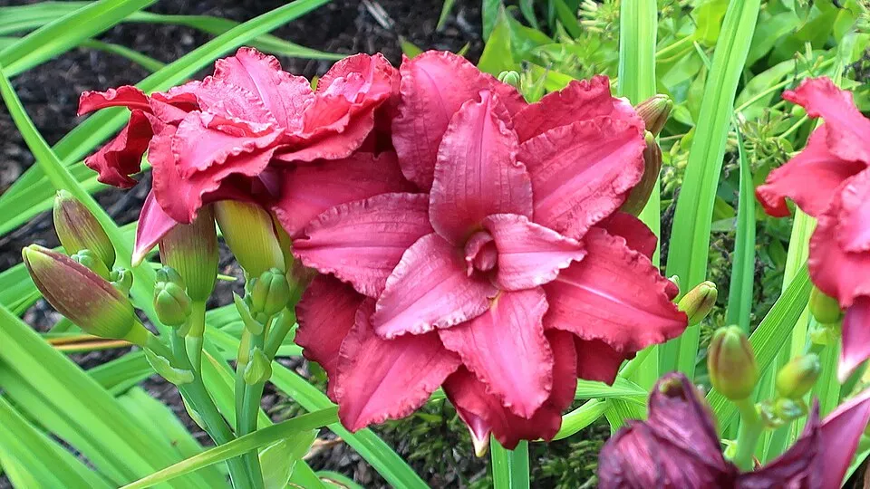 Sásliliom / Hemerocallis 'Pardon Me'