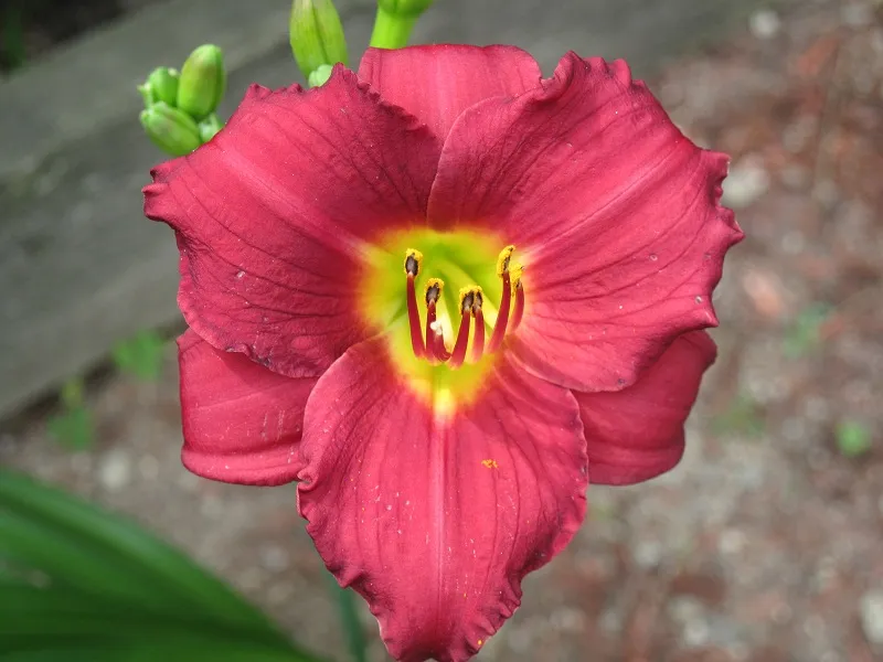 Sásliliom / Hemerocallis 'Pardon Me'