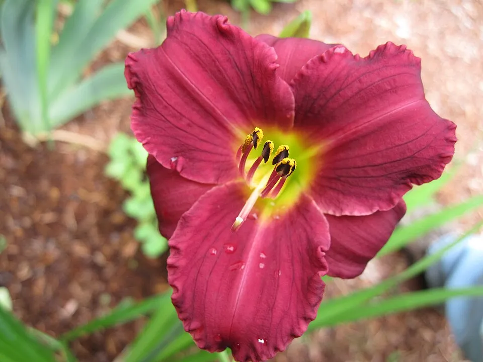 Sásliliom / Hemerocallis 'Pardon Me'