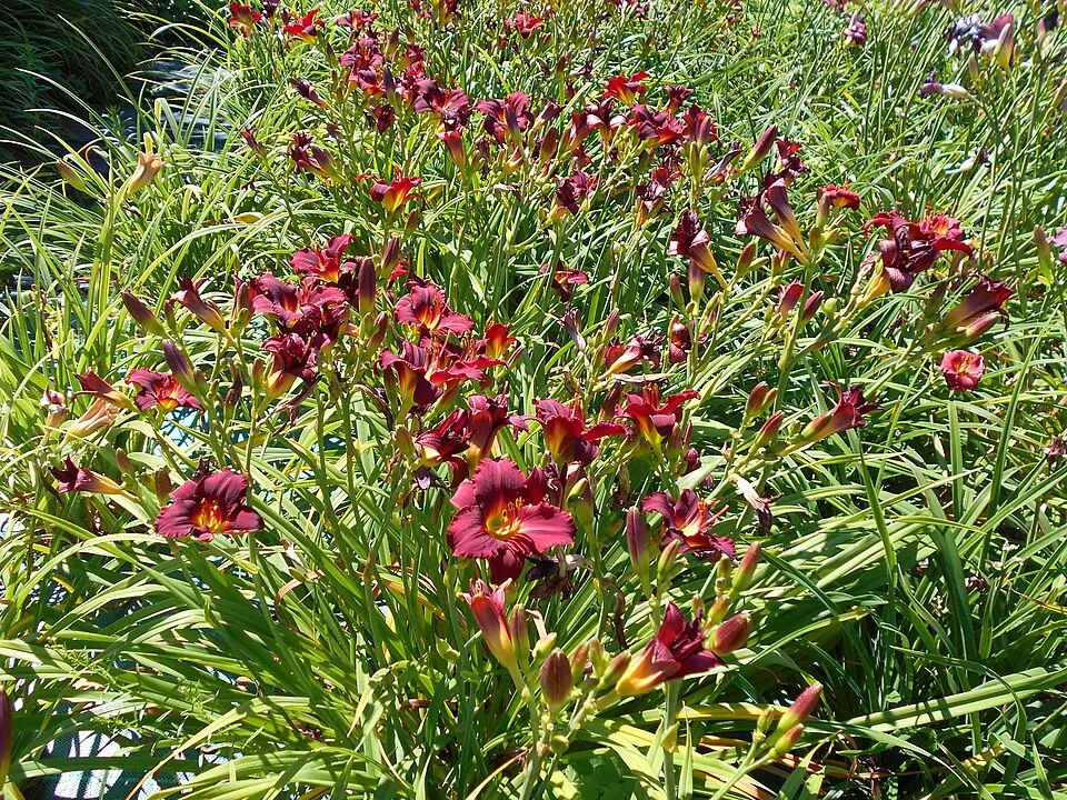 Sásliliom / Hemerocallis 'Pardon Me'