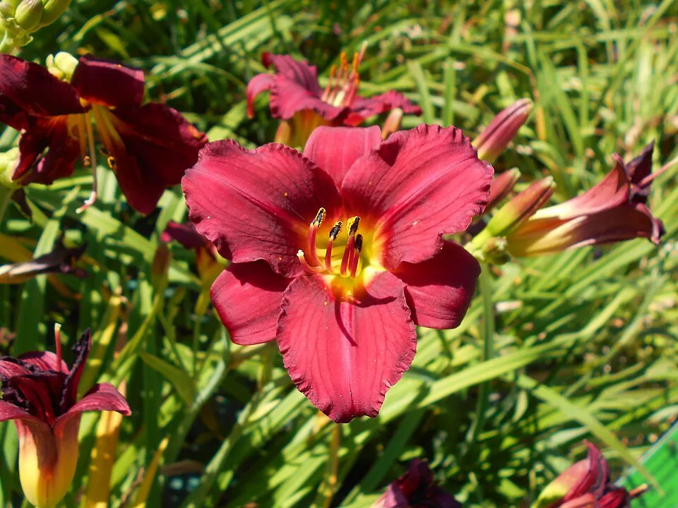 Sásliliom / Hemerocallis 'Pardon Me'