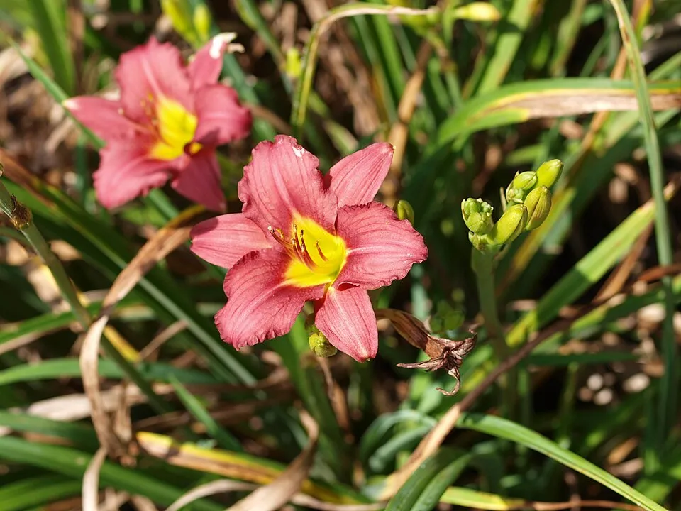 Sásliliom / Hemerocallis 'Pardon Me'