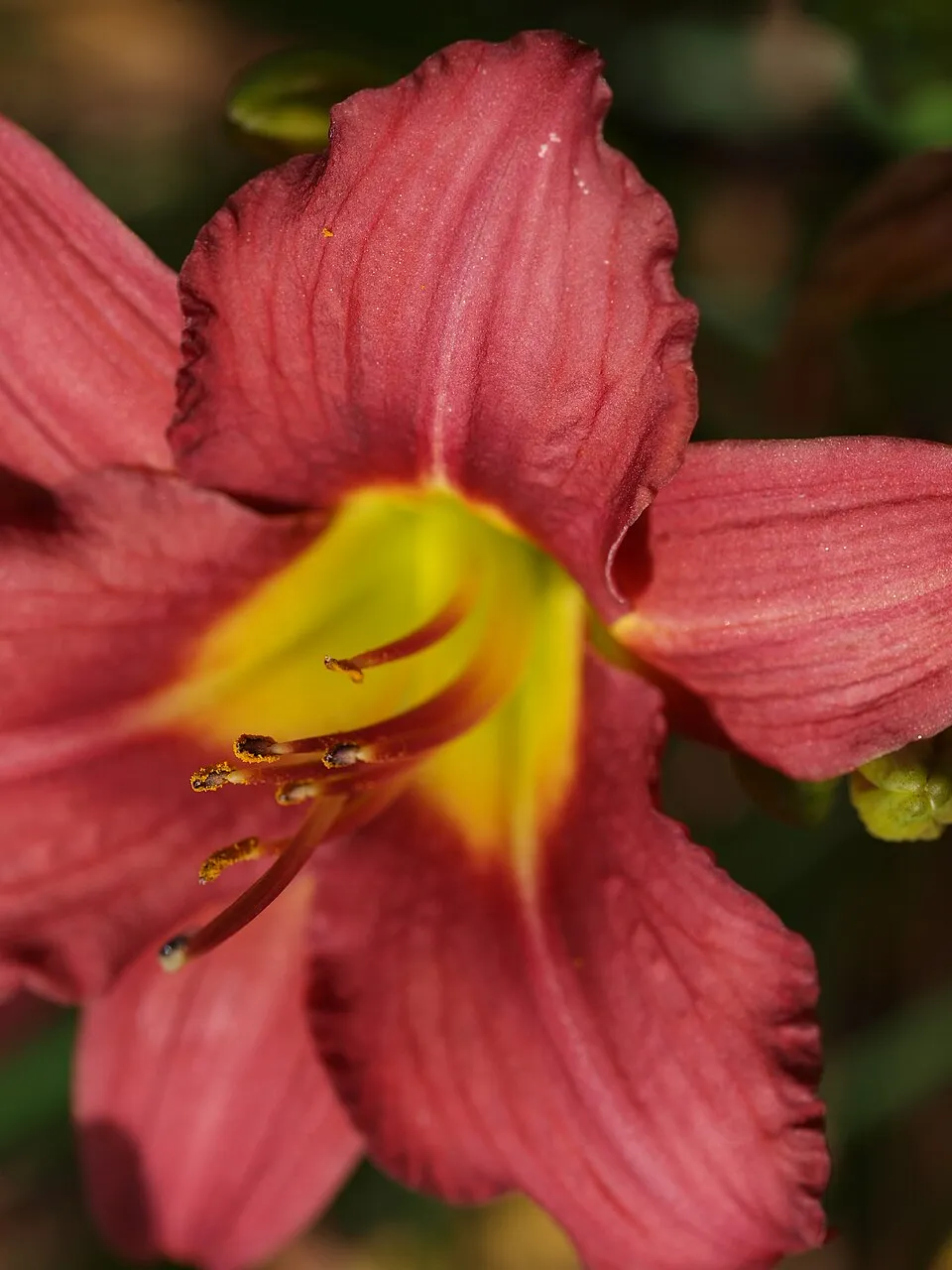 Sásliliom / Hemerocallis 'Pardon Me'
