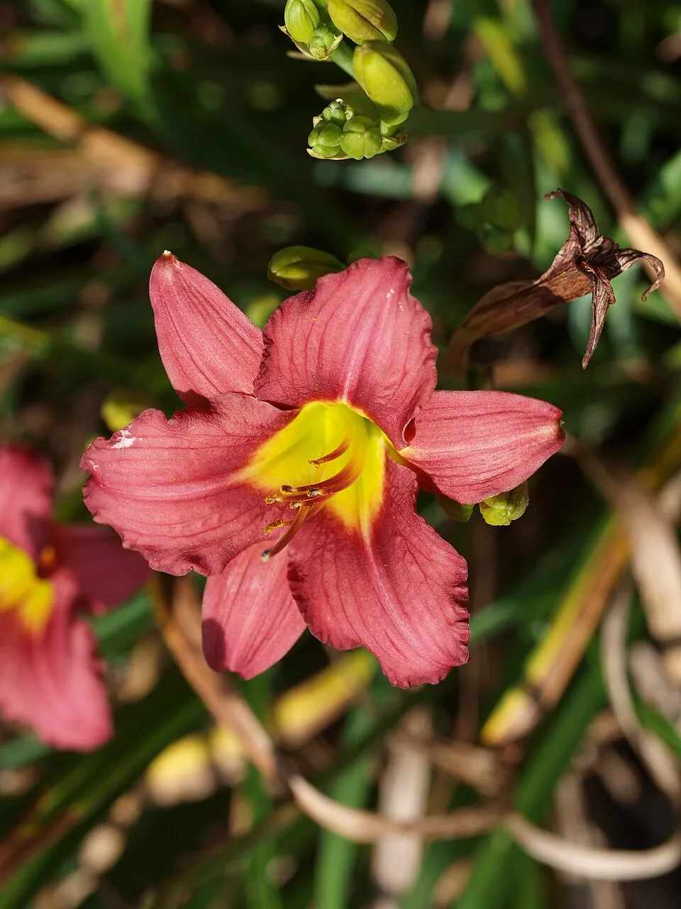 Sásliliom / Hemerocallis 'Pardon Me'