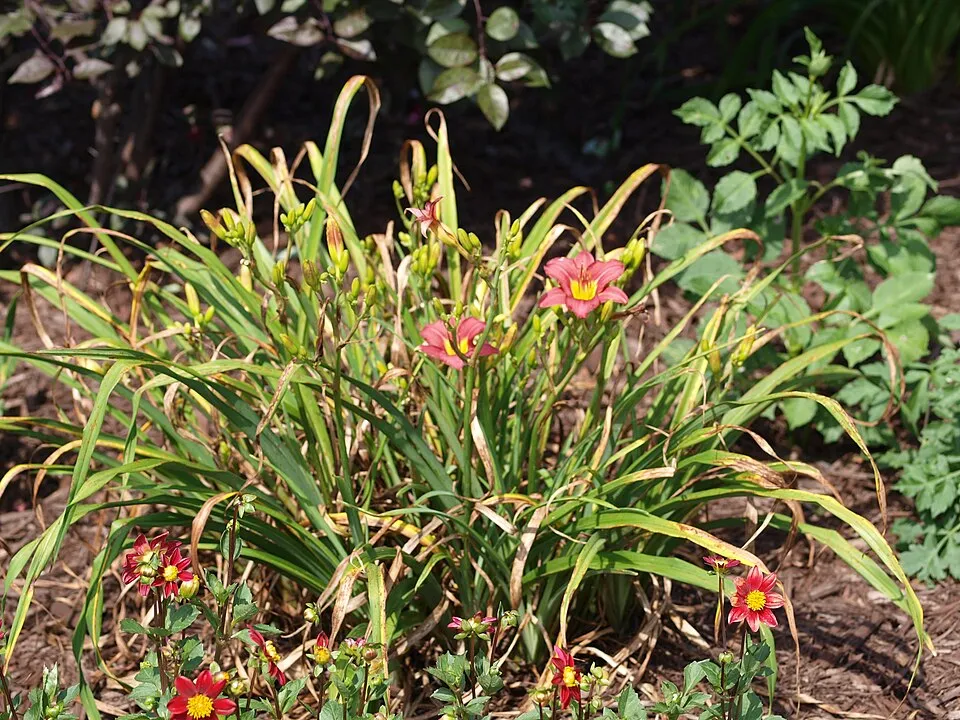 Sásliliom / Hemerocallis 'Pardon Me'