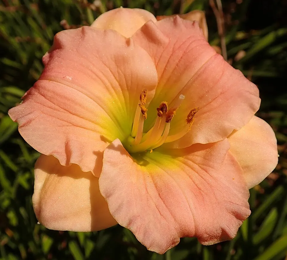 Sásliliom / Hemerocallis 'Pink Puff'