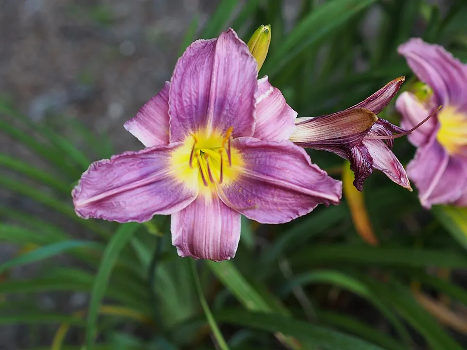 Sásliliom / Hemerocallis 'Prairie Blue Eyes'
