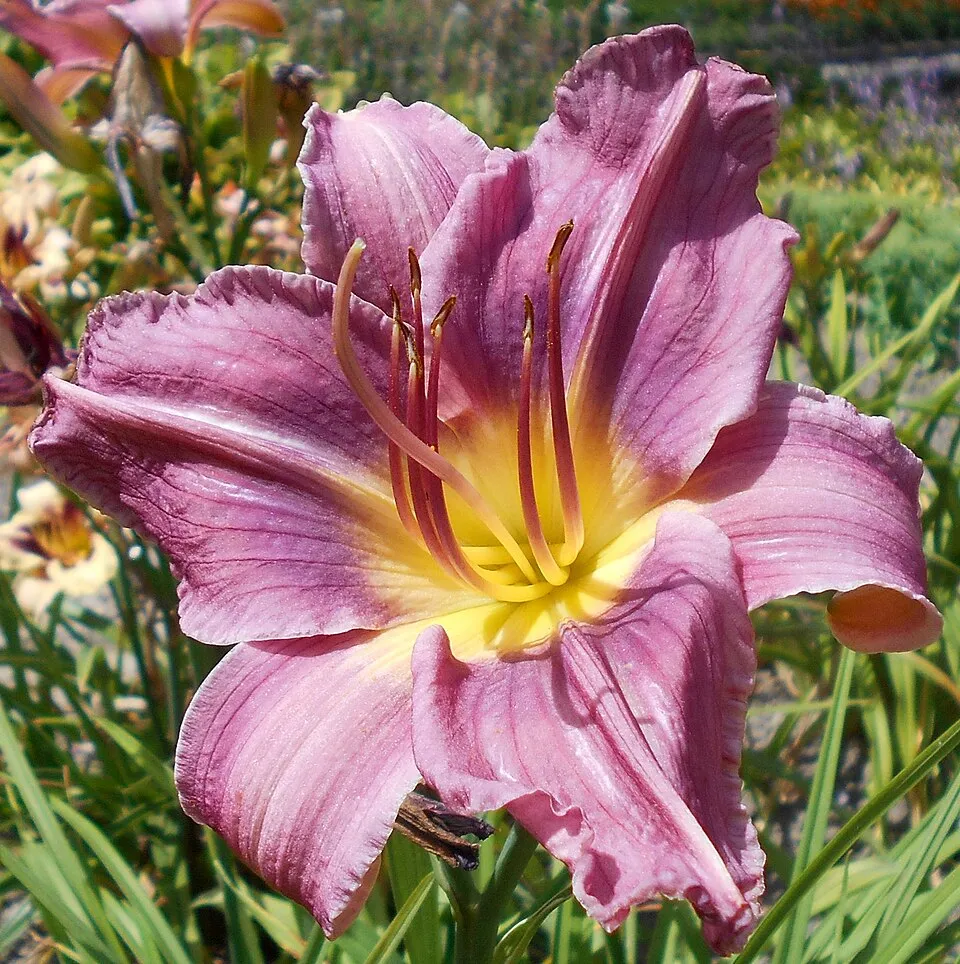 Sásliliom / Hemerocallis 'Prairie Blue Eyes'