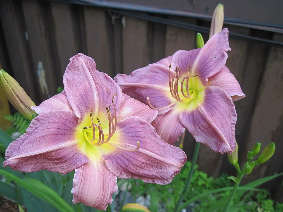 Sásliliom / Hemerocallis 'Prairie Blue Eyes'
