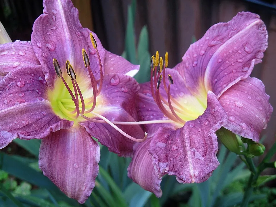 Sásliliom / Hemerocallis 'Prairie Blue Eyes'