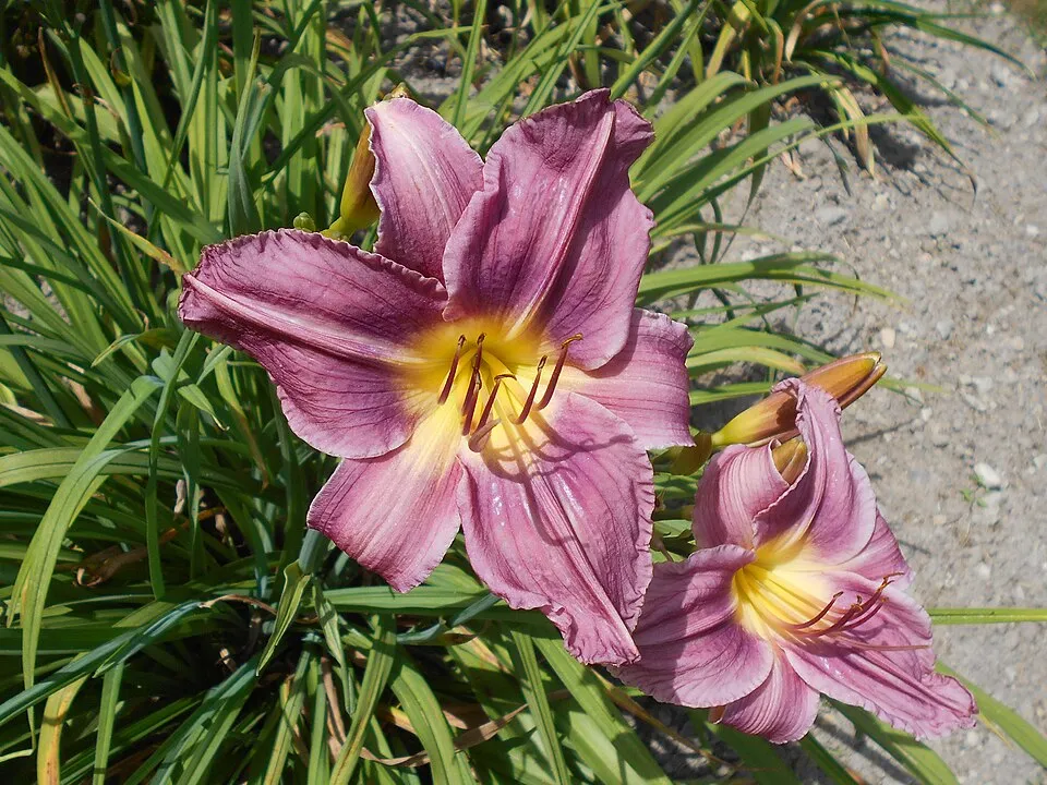 Sásliliom / Hemerocallis 'Prairie Blue Eyes'