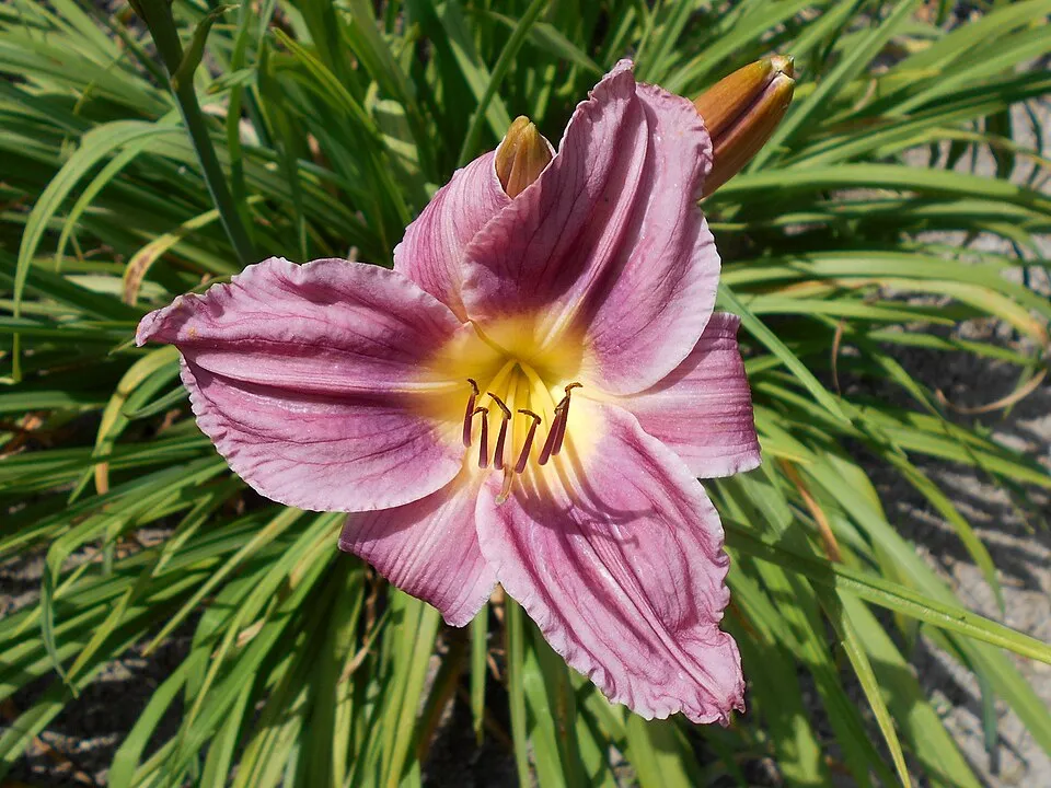 Sásliliom / Hemerocallis 'Prairie Blue Eyes'