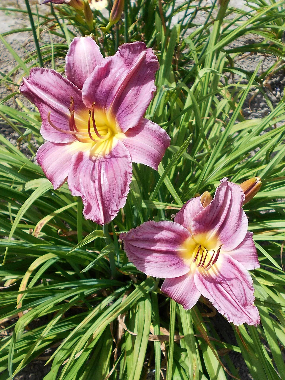 Sásliliom / Hemerocallis 'Prairie Blue Eyes'