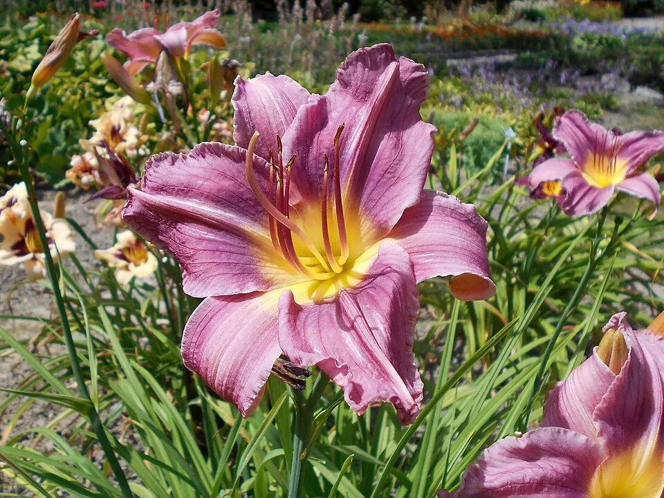 Sásliliom / Hemerocallis 'Prairie Blue Eyes'