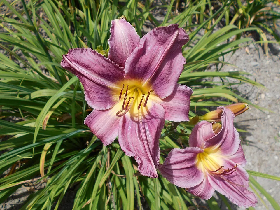 Sásliliom / Hemerocallis 'Prairie Blue Eyes'