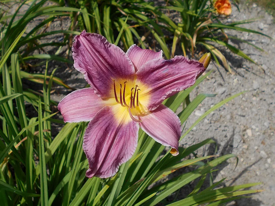 Sásliliom / Hemerocallis 'Prairie Blue Eyes'