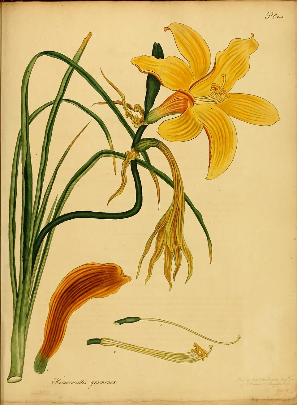 Sásliliom / Hemerocallis 'Pretty Fancy'